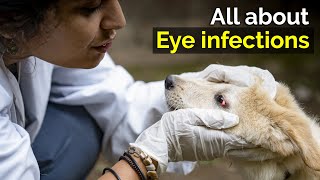 Causes and symptoms of common eye infections  Eye infections in dogs  Conjunctivitis in dogs [upl. by Annirtak]