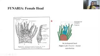 Funaria  Gametophyte and Sexual Reproduction [upl. by Wertheimer]