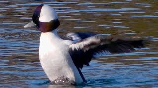 Bufflehead ducks diving swimming flying [upl. by Adaynek]