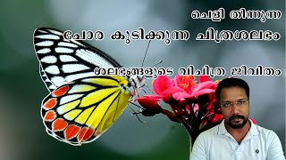 All About Butterflies ചിത്രശലഭങ്ങളുടെ അതിശയിപ്പിക്കുന്ന ജീവിത രീതി [upl. by Barboza681]