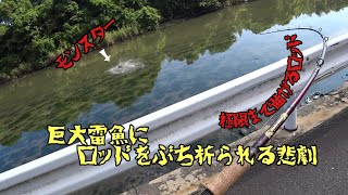 【雷魚】ロッドブレイク雷魚ロッドをぶち折る程の巨大雷魚を釣り上げたっJapan snake head fishing [upl. by Faustus]