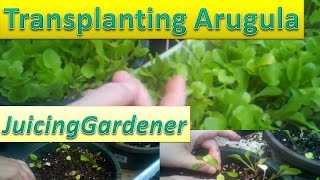 Transplanting Arugula Rocket Seedlings For Massive Growth [upl. by Amery837]