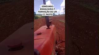 Semeando Braquiária p formação de um novo pasto vidanaroça morarnositio fazenda casanositio [upl. by Iver961]