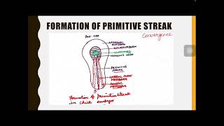 Gastrulation in chick embryo PartI [upl. by Nongim]