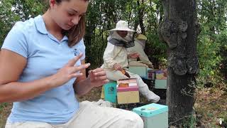 Inside Tenuta Ritiro  italian beekeeping buckfast queen bees production [upl. by Sasha]