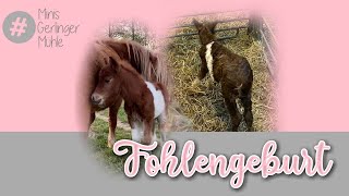 Minishetty Fohlengeburt ❤️❤️❤️ Miniature horse [upl. by Melcher]