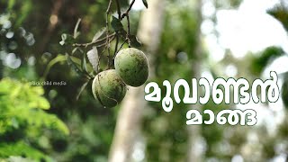 Moovandan Manga  മൂവാണ്ടൻ മാങ്ങ  Nostalgia Kerala [upl. by Brookhouse597]