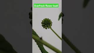 Everfresh plant flower bud [upl. by Gervase]