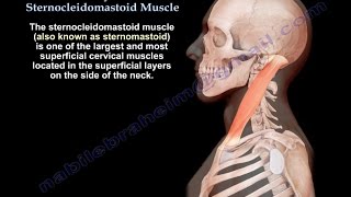 Anatomy Of The Sternocleidomastoid Muscle  Everything You Need To Know  Dr Nabil Ebraheim [upl. by Aeynod]