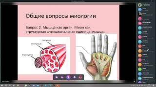 Лекция по миологии от Processus Coracoideus 24 12 23 [upl. by Utir840]