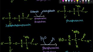 Serine Synthesis  Biochemistry [upl. by Kalie57]