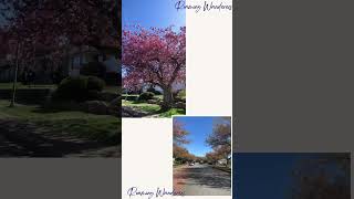 Kanzan Cherry Blossom🌸 Share  Subscribe RoamingWanderers2 cherryblossom love vancouver canada [upl. by Pleasant]