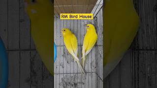 Lutino budgie viralvideo birds rmbirdhouse parrot foryou [upl. by Wolfson]