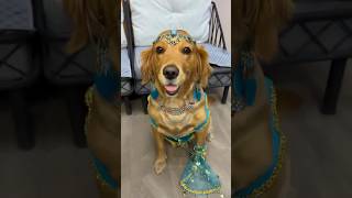 31 Funny videos 2024 Animals Dog Adventures 😹🐶funny petshow petslover funnyanimals [upl. by Duyne593]