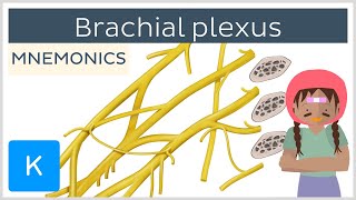 Brachial plexus mnemonics  Human Anatomy  Kenhub [upl. by Ahsyek]