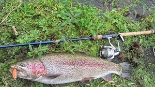 Kamchatka  rainbow trout [upl. by Hplar]