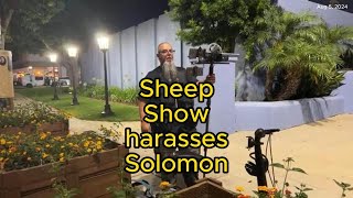 Sheep Show Harasses Solomon [upl. by Lise]