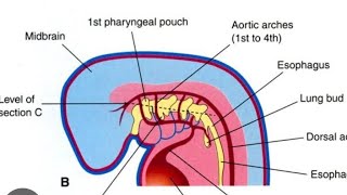 Pharyngeal Arches Model Part 01  2nd Year MBBS OSPE [upl. by Sandor]