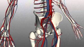 Veins of the body  PART 2  Anatomy Tutorial [upl. by Yhtorod]