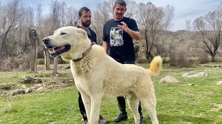 TÜRKİYE’NİN EN BÜYÜK AKBAŞ ÇOBAN KÖPEĞİ  AK BARAN Dagdayasam dogs animals [upl. by Sennahoj997]