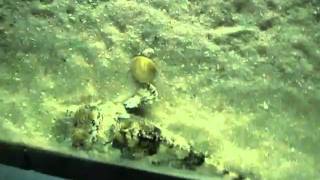 Freshwater stingrays swimming around at the Florida Aquarium [upl. by Demodena]