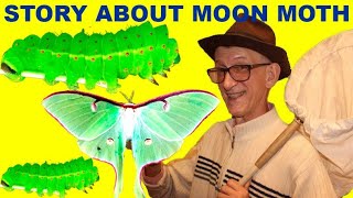 How to Breed American Moon Moth Actias luna At Home Entomology Experiment At Home Kyiv Ukraine [upl. by Nikolas168]