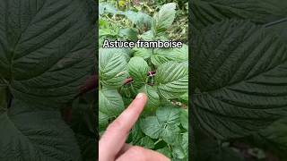 Astuce framboise 🌱 jardinage potager fruit permaculture entretien [upl. by Junko]