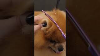 Cómo cortar el pelo de las orejas a un pomerania con tijeras de peluquería canina [upl. by Eelyram]