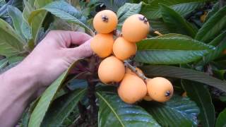 The Loquat  Eriobotrya japonica [upl. by Enecnarf]