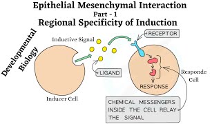 Epithelial Mesenchymal Interaction [upl. by Htebizile]