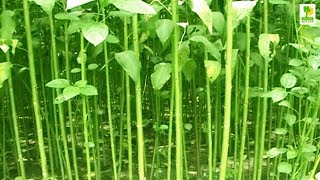 How to Start a Business  Starting a Business of Jute Cultivation and Jute Plant in Bangladesh [upl. by Yevi]