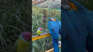 Bird aviary indore bird aviary  ytshorts minivlog birds birdaviary 😎🔥🔥 [upl. by Kcinemod]