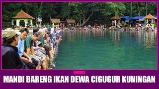 WISATA  Mandi Bareng Ikan Dewa Cigugur Kuningan [upl. by Assilanna]