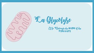 La Glycolyse Etapes Régulation Bilan Energétique Et Devenir Du NADH Et Du Pyruvate Biochimie [upl. by Eahsel455]