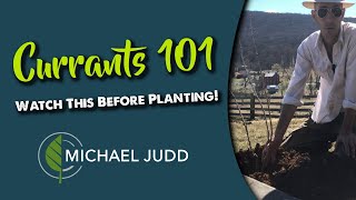 Currant Bushes  Watch This Before Planting [upl. by Nirroc955]