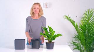 ZZ Plant In Lechuza Cube Planter [upl. by Aivle]