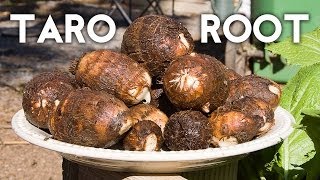 Growing Taro Root Plant  Tips amp Harvest [upl. by Dollar179]