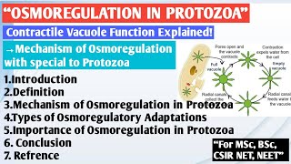 Osmoregulation in Protozoa  Paramecium osmoregulation  Amoeba osmoregulation  Osmoregulation [upl. by Acireh]