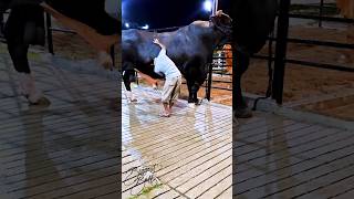 Holstein Friesian bull getting his coat brushed at Brownies Ranch [upl. by Ajak]