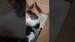 Pippin the Kitten will jump into any box she can find cat cute funny funnycats hobbyfarm [upl. by Jt953]