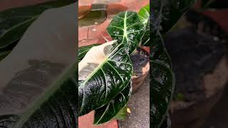 Alocasia Black Velvet Variegated [upl. by Soilissav208]