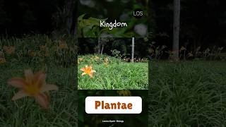 Kingdom Plantae  Class 11 Biology shorts biology [upl. by Karli]