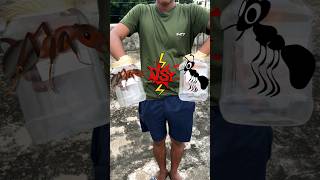 Red Ants vs Black Ants 🐜 shorts youtubeshorts experiment [upl. by Ahseit]