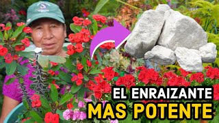 EL ENRIZANTE Y CICATRIZANTE MAS POTENTE para tus plantas LA CAL  Enraizante para tus ESQUEJES [upl. by Nonregla]