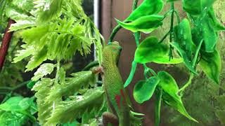 Gold Dust Day Gecko  Phelsuma Laticauda [upl. by Ekoorb615]