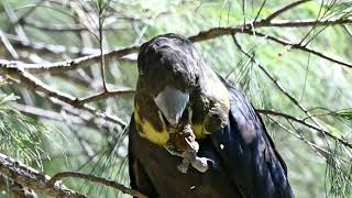 Nature’s Bond The Glossy Black Cockatoo amp the Casuarina Seed [upl. by Petrie]