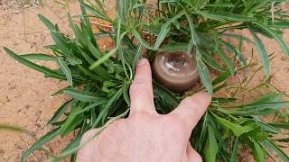 Plant Growth With Orgonite PROOF Pt 1 [upl. by Albric]