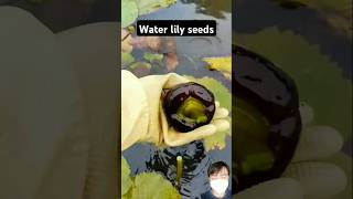 water lily seeds collecting harvesting harvest waterlily seeds [upl. by Dupin]