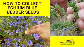 How to Collect Echium Blue Bedder Seeds for Next Season at Asim Garden  Vipers Bugloss Flowers [upl. by Hallock]