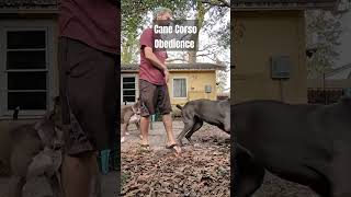 Obedience dog training session with a Cane Corso pt2 dogs pettraining dogtrainer dogtraining [upl. by Huai]